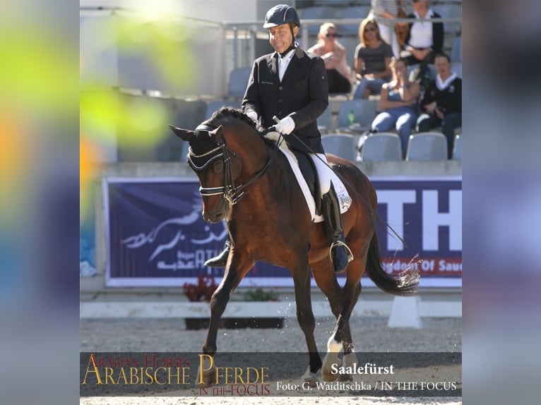 Trakehner Caballo castrado 20 años 165 cm Castaño in Wartenberg