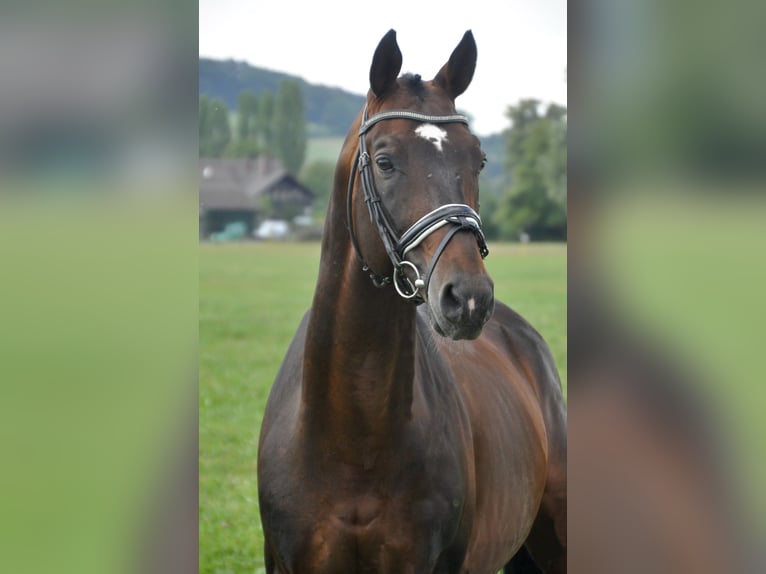 Trakehner Caballo castrado 20 años 165 cm Castaño in Wartenberg