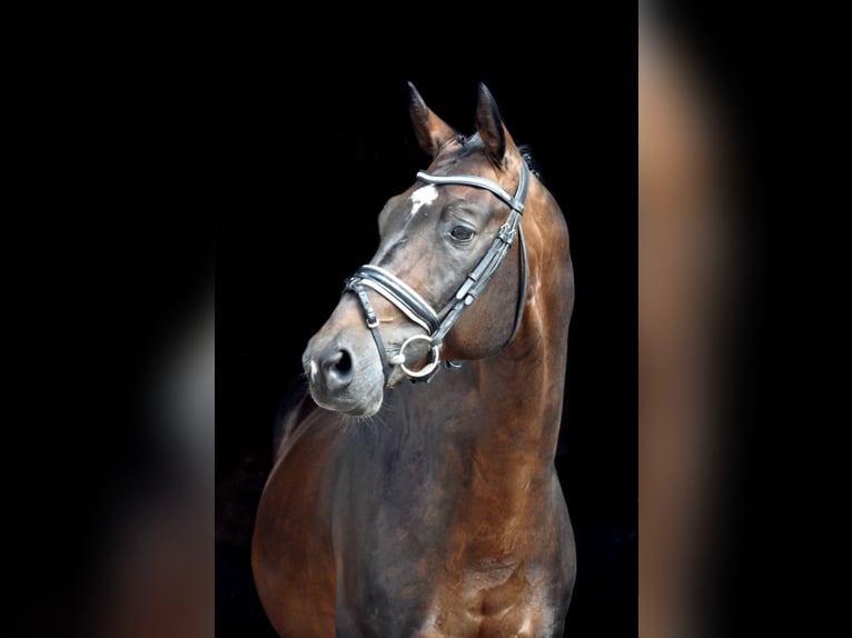 Trakehner Caballo castrado 20 años 165 cm Castaño in Wartenberg