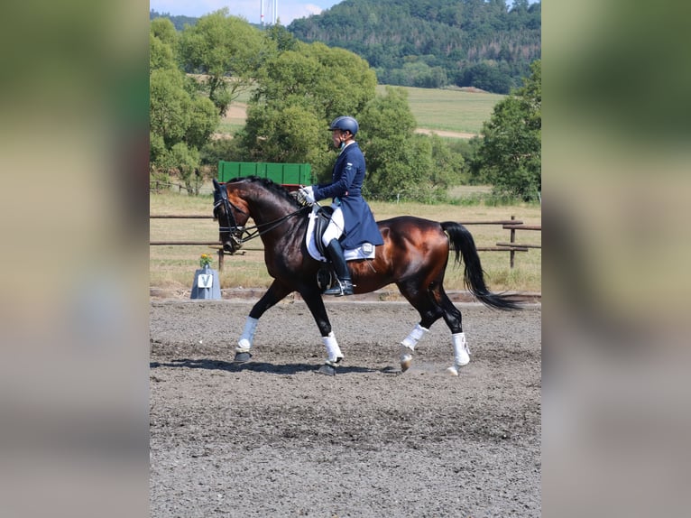 Trakehner Caballo castrado 20 años 165 cm Castaño in Wartenberg