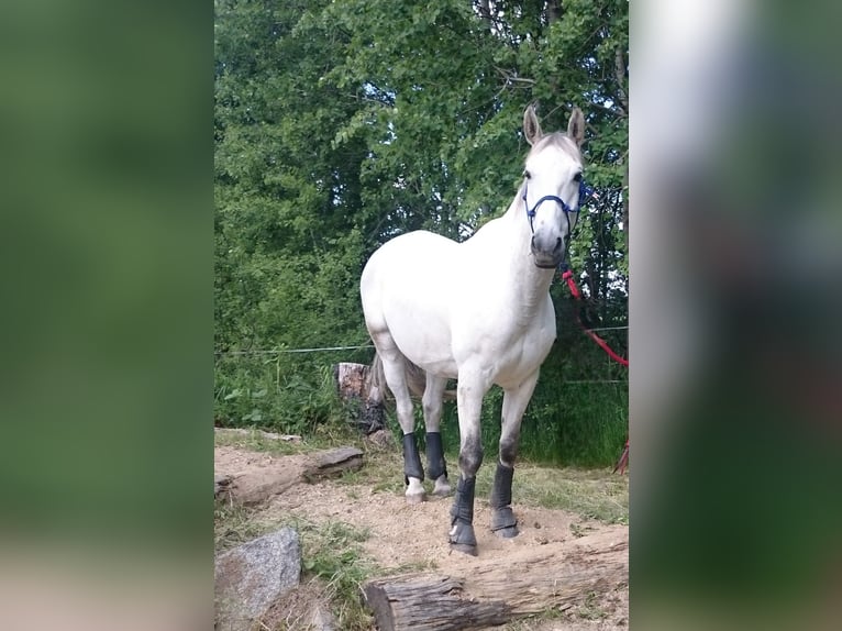 Trakehner Caballo castrado 20 años 165 cm Tordo in Ottendorf-Okrilla