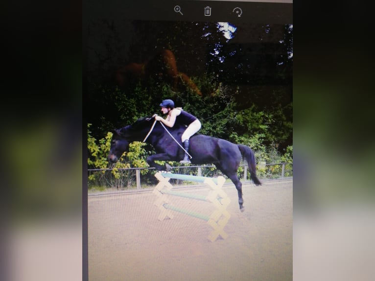 Trakehner Caballo castrado 22 años 163 cm Morcillo in Fröndenberg