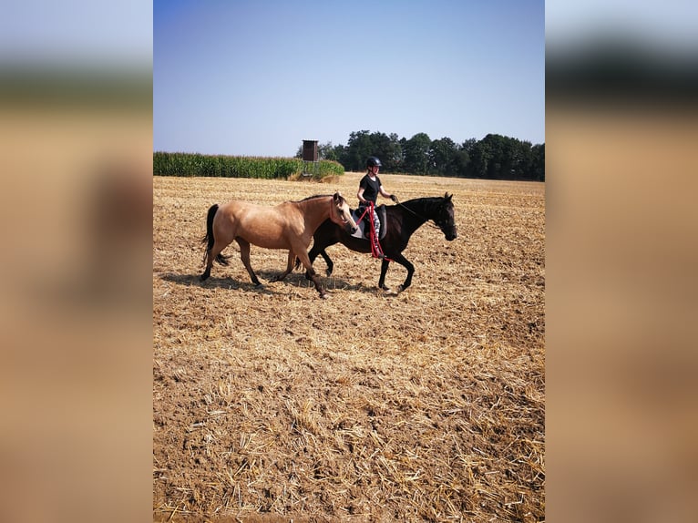 Trakehner Caballo castrado 22 años 163 cm Morcillo in Fröndenberg