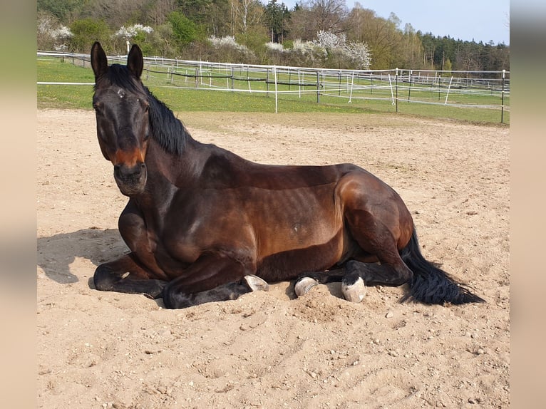 Trakehner Caballo castrado 23 años 167 cm Castaño in Regenstauf