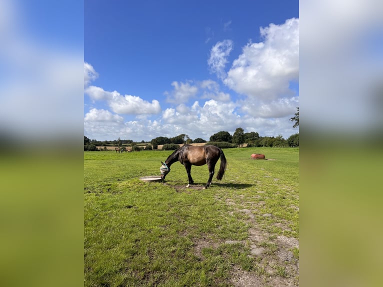 Trakehner Caballo castrado 23 años 172 cm Castaño in Sörup