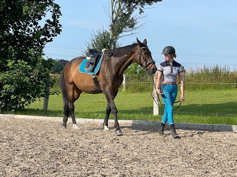 Trakehner Caballo castrado 23 años 172 cm Castaño in Sörup