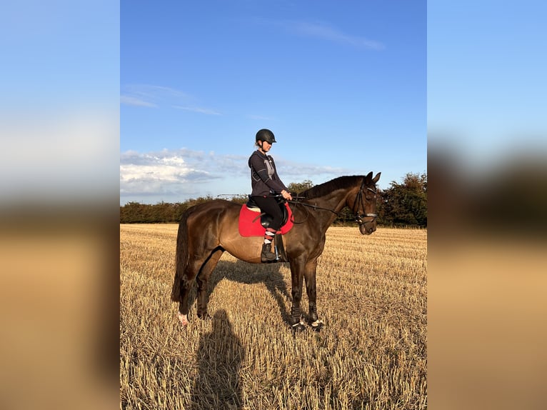 Trakehner Caballo castrado 23 años 172 cm Castaño in Sörup