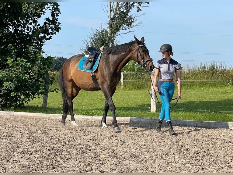 Trakehner Caballo castrado 24 años 172 cm Castaño in Sörup