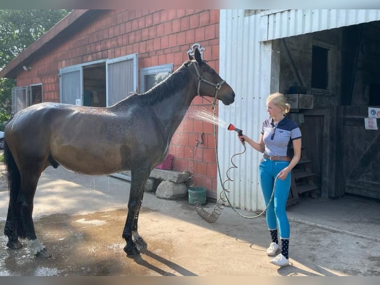 Trakehner Caballo castrado 24 años 172 cm Castaño in Sörup