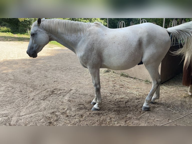 Trakehner Caballo castrado 24 años 173 cm Tordo picazo in MörlenbachMörlenbach