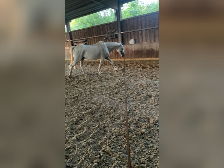 Trakehner Caballo castrado 24 años 173 cm Tordo picazo in MörlenbachMörlenbach