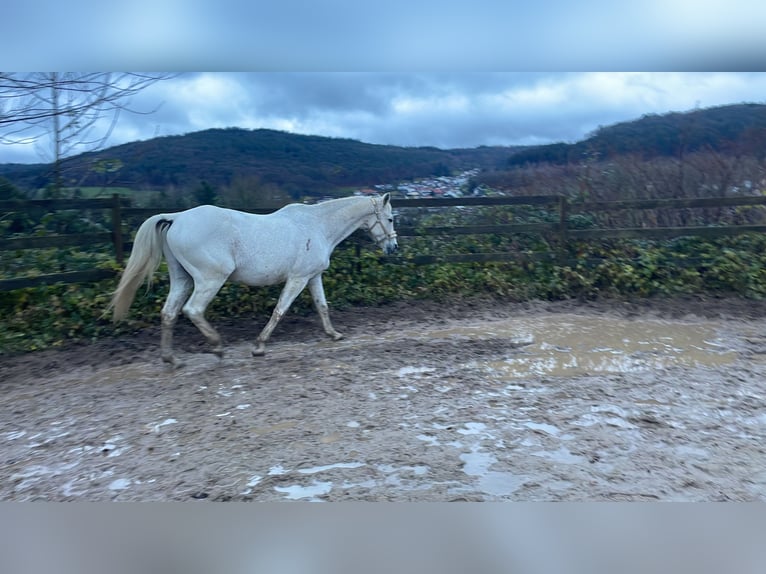 Trakehner Caballo castrado 24 años 173 cm Tordo picazo in MörlenbachMörlenbach