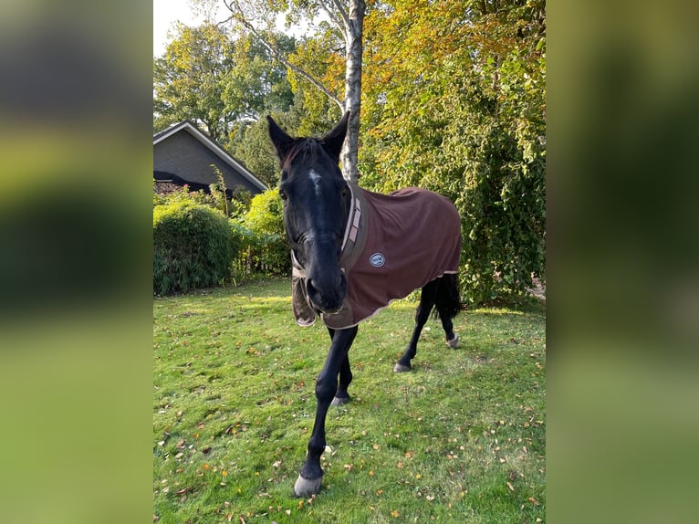 Trakehner Caballo castrado 25 años 170 cm Negro in Kiel