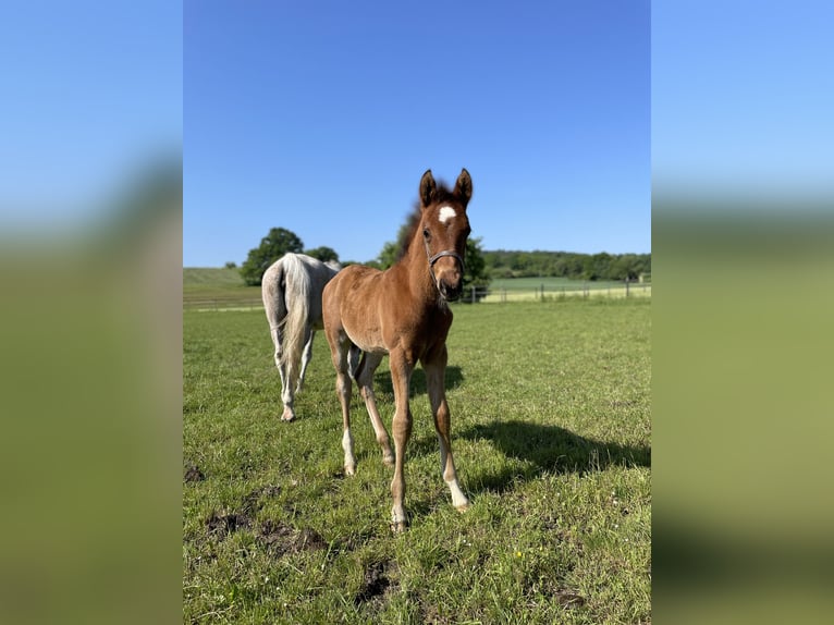 Trakehner Caballo castrado 2 años 160 cm Castaño in Weißenburg in Bayern