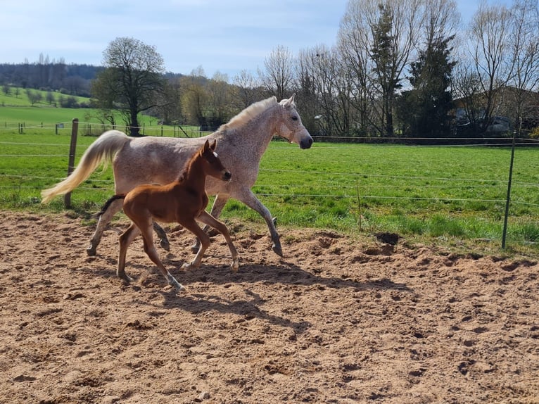 Trakehner Caballo castrado 2 años 160 cm Castaño in Weißenburg in Bayern