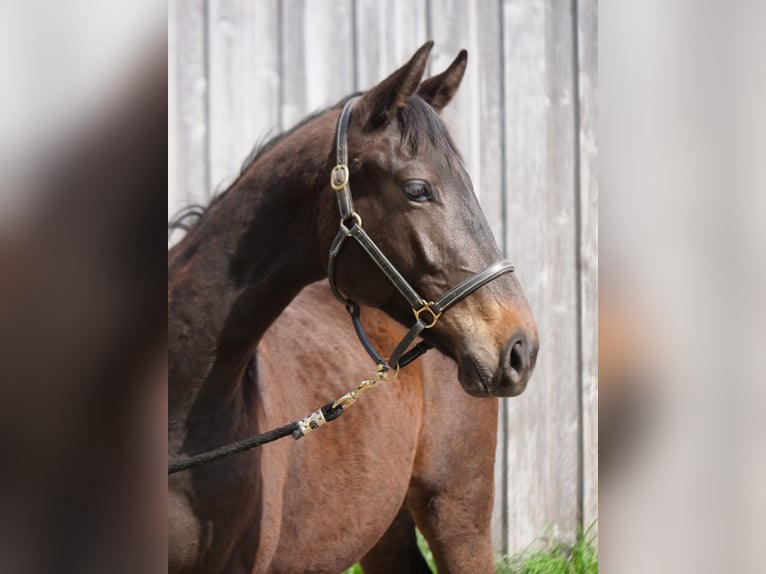Trakehner Caballo castrado 2 años 160 cm Castaño oscuro in Günzburg