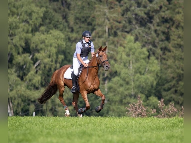 Trakehner Caballo castrado 2 años 162 cm Castaño in Niederbösa