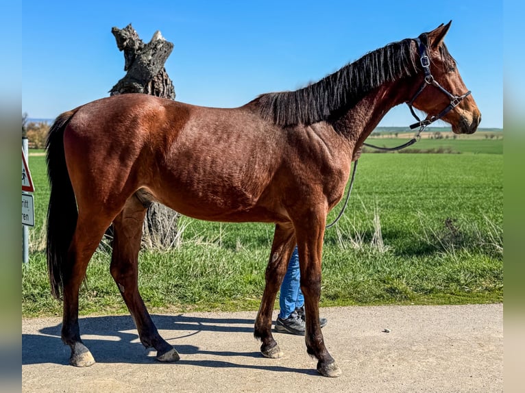 Trakehner Caballo castrado 2 años 162 cm Castaño in Niederbösa