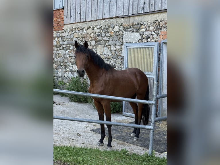 Trakehner Caballo castrado 2 años 162 cm Castaño in Wasserburg am Inn