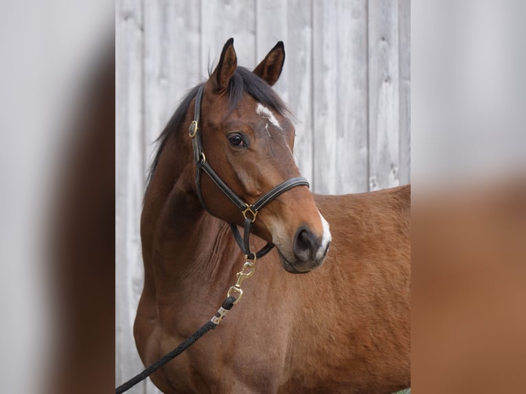 Trakehner Caballo castrado 2 años 164 cm Castaño in Günzburg