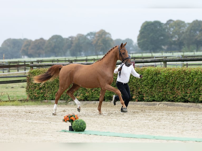 Trakehner Caballo castrado 2 años 167 cm Alazán in Löbau