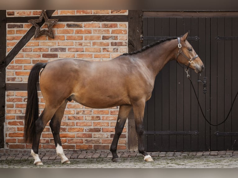 Trakehner Caballo castrado 2 años 167 cm Castaño in Nottuln