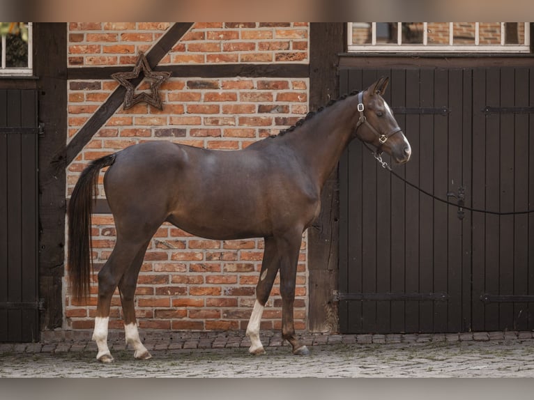 Trakehner Caballo castrado 2 años 168 cm Alazán-tostado in Nottuln