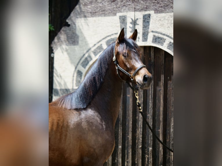 Trakehner Caballo castrado 2 años 168 cm Castaño in Günzburg