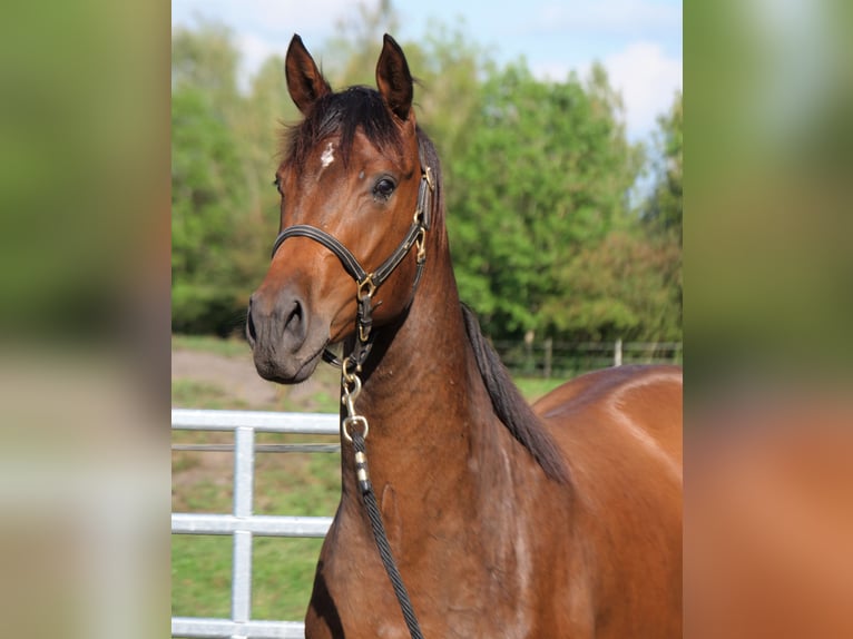 Trakehner Caballo castrado 2 años 168 cm Castaño in Günzburg