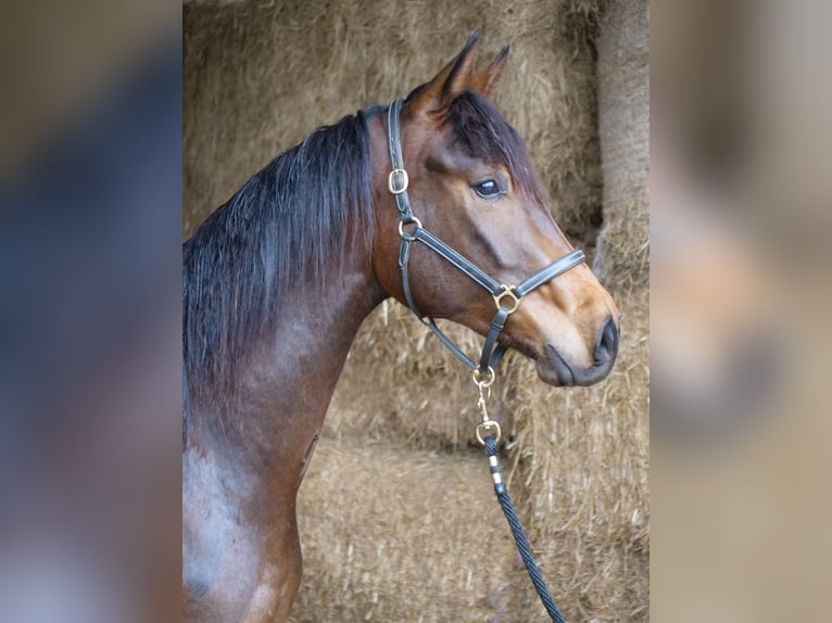 Trakehner Caballo castrado 2 años 168 cm Castaño in Günzburg