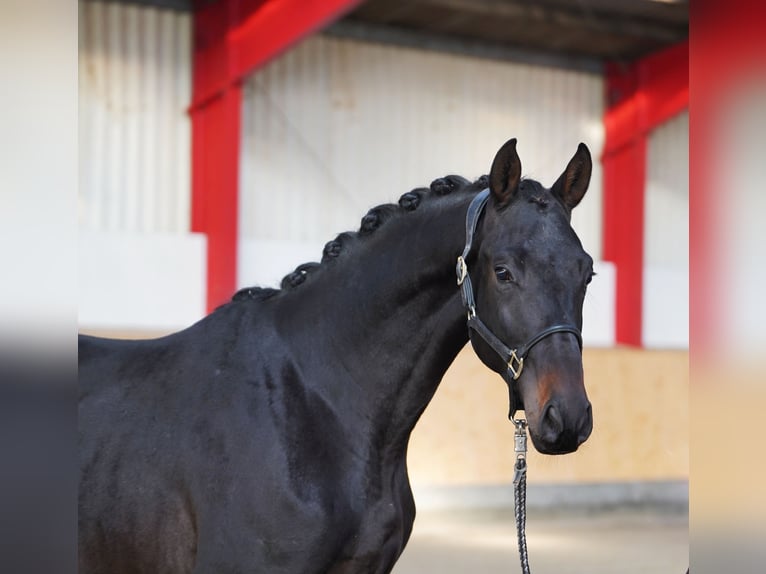 Trakehner Caballo castrado 2 años 168 cm Morcillo in Hohenfelde