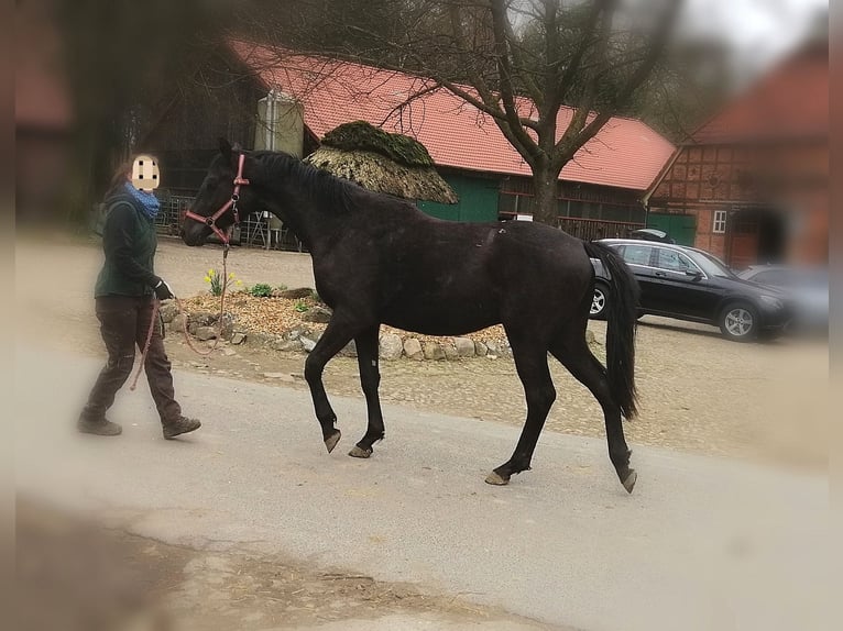 Trakehner Caballo castrado 2 años 168 cm Negro in Walsrode