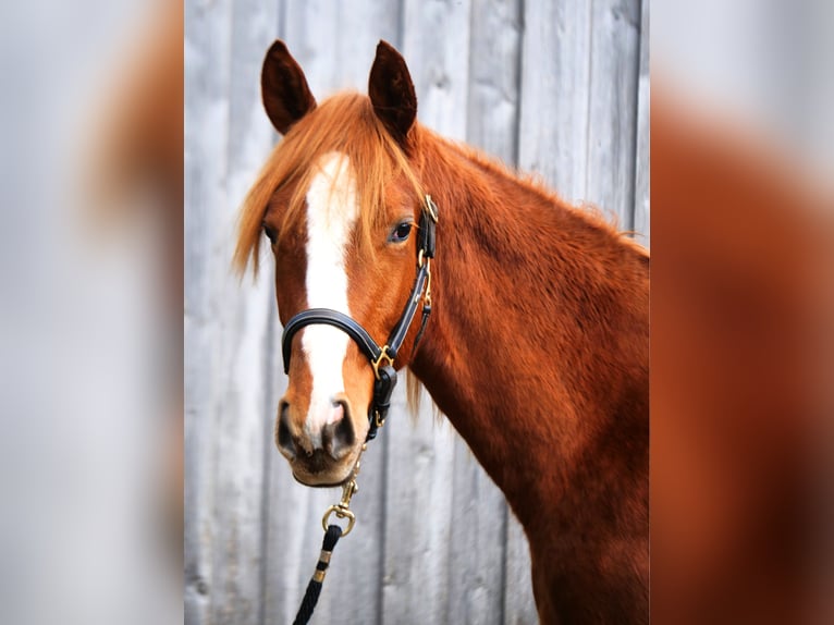 Trakehner Caballo castrado 2 años 170 cm Alazán in G&#xFC;nzburg