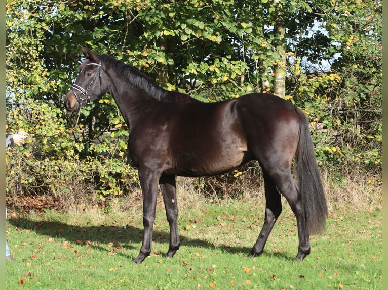 Trakehner Caballo castrado 2 años 170 cm Castaño oscuro in Wenzendorf