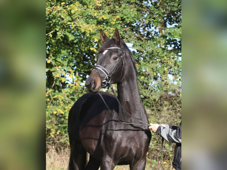 Trakehner Caballo castrado 2 años 170 cm Castaño oscuro in Wenzendorf