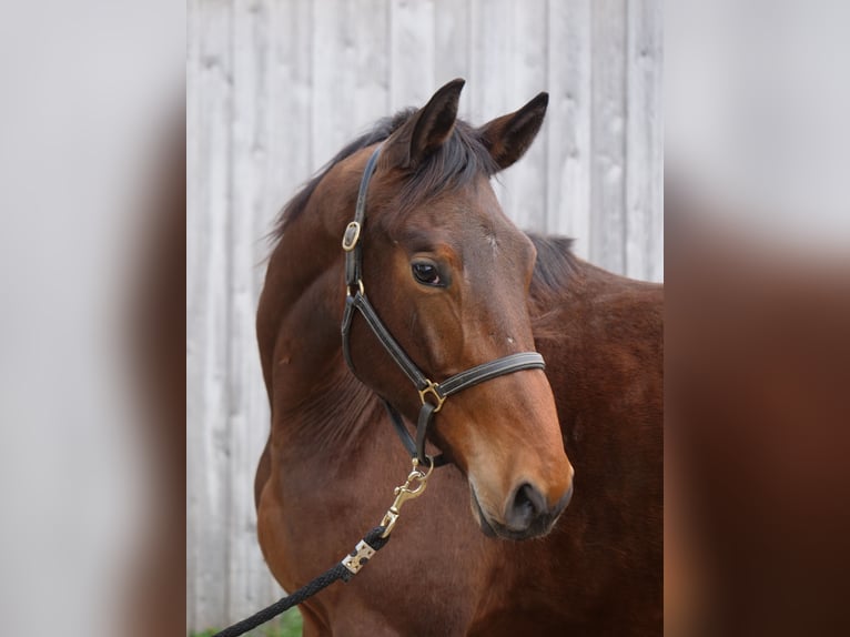 Trakehner Caballo castrado 2 años 172 cm Castaño in Günzburg