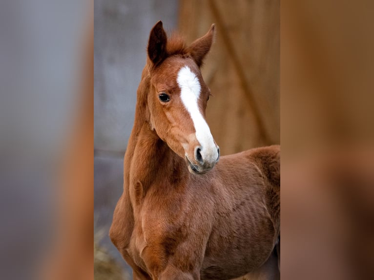 Trakehner Caballo castrado 3 años 152 cm Alazán in Uslar