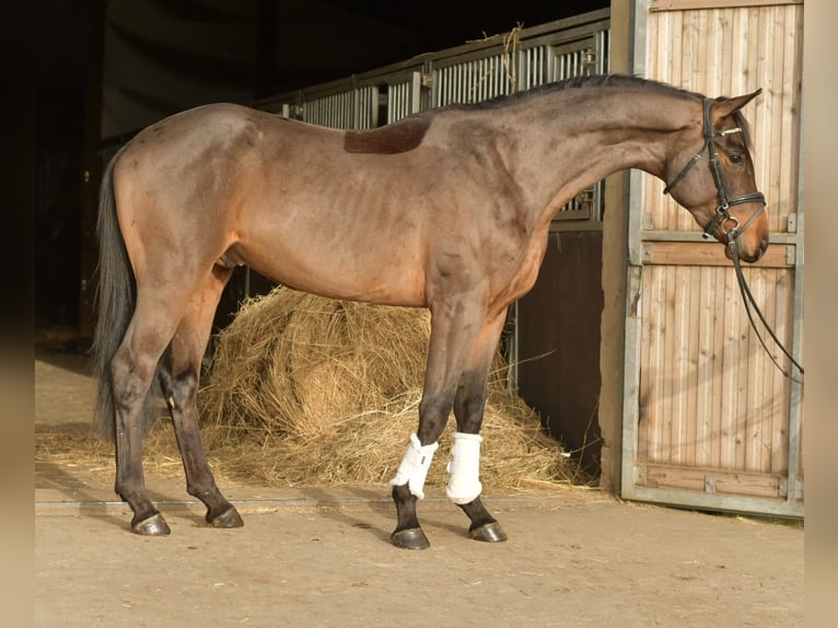 Trakehner Caballo castrado 3 años 156 cm Castaño in Geilenkirchen