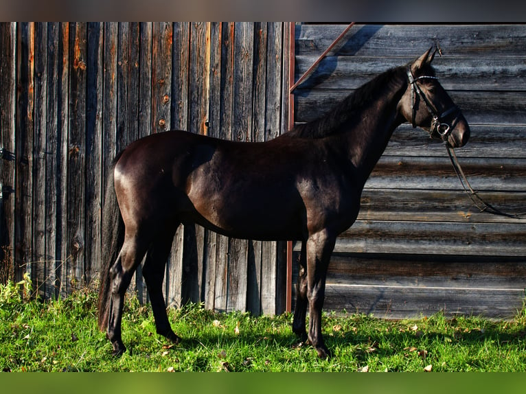 Trakehner Caballo castrado 3 años 161 cm Castaño oscuro in Massenhausen