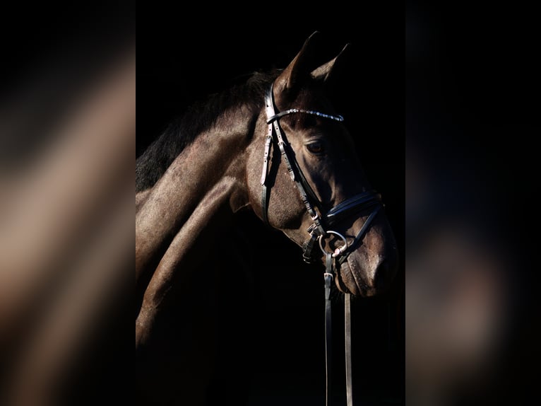 Trakehner Caballo castrado 3 años 161 cm Castaño oscuro in Massenhausen