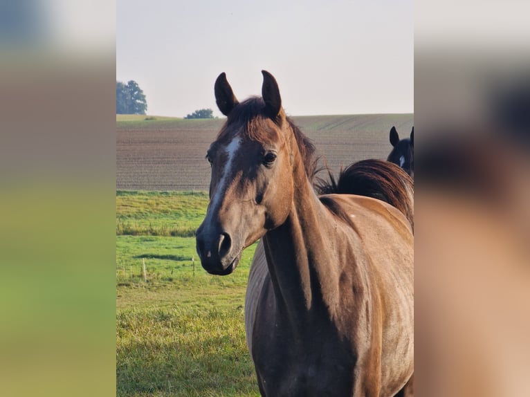 Trakehner Caballo castrado 3 años 161 cm Tordo in Bosau