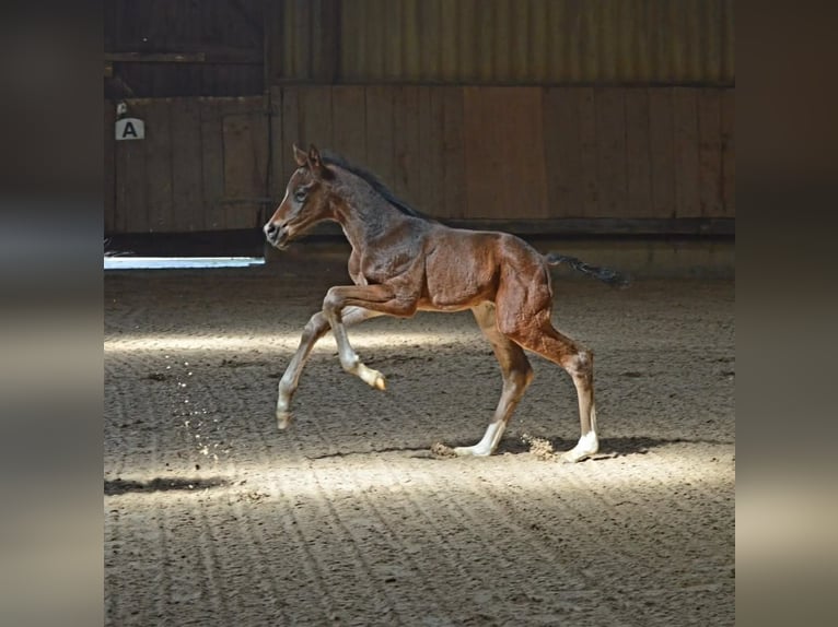 Trakehner Caballo castrado 3 años 164 cm Castaño oscuro in Uslar