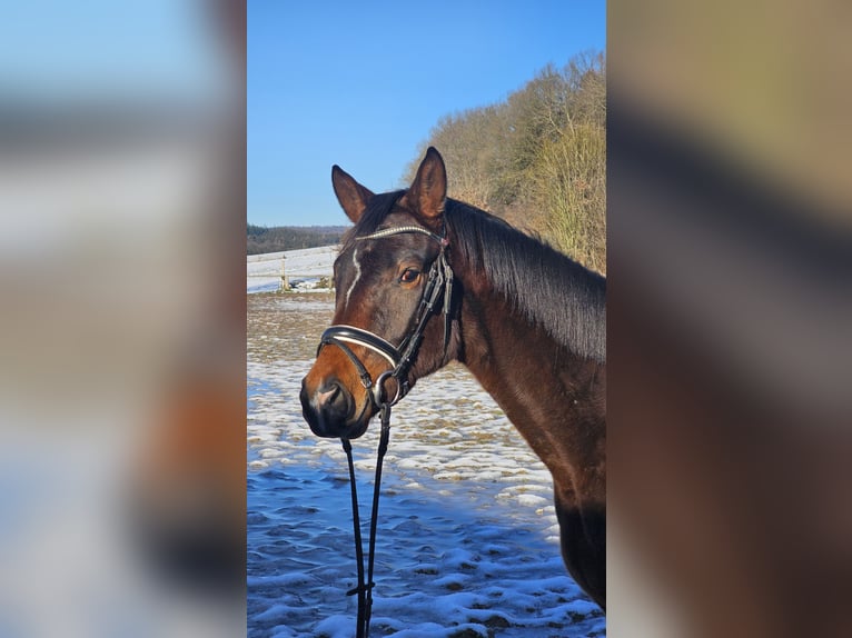 Trakehner Caballo castrado 3 años 164 cm Castaño oscuro in Uslar