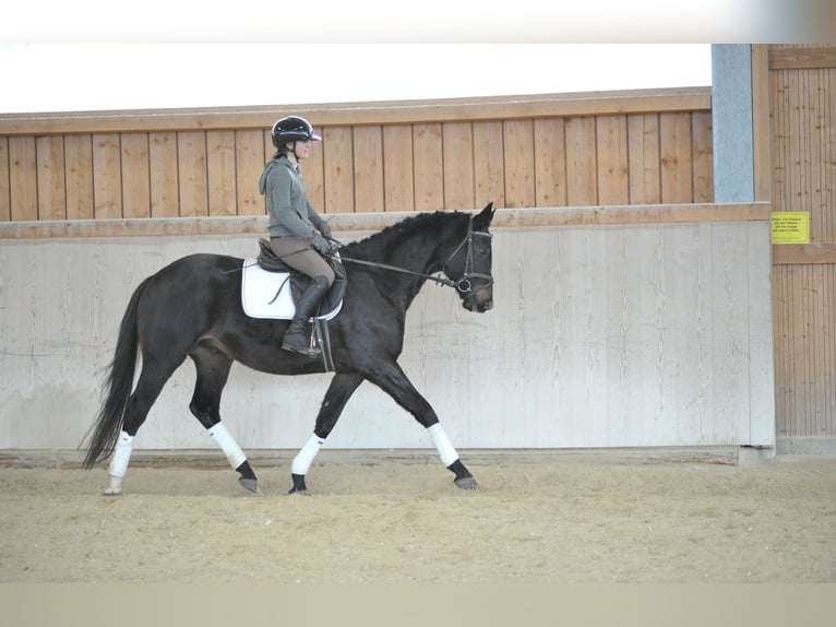 Trakehner Caballo castrado 3 años 164 cm Morcillo in Wellheim