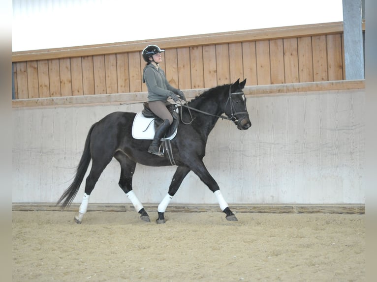 Trakehner Caballo castrado 3 años 164 cm Morcillo in Wellheim