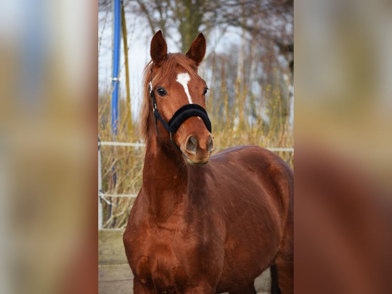 Trakehner Caballo castrado 3 años 165 cm Alazán in Hohen Neuendorf