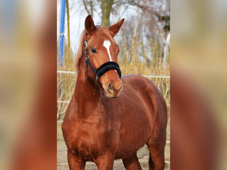 Trakehner Caballo castrado 3 años 165 cm Alazán in Hohen Neuendorf