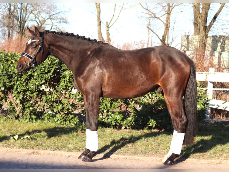 Trakehner Caballo castrado 3 años 165 cm in Selsingen