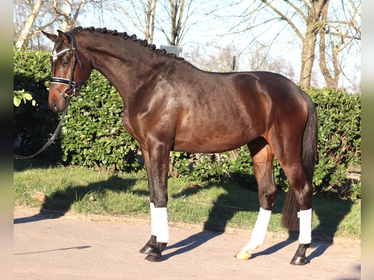 Trakehner Caballo castrado 3 años 165 cm in Selsingen