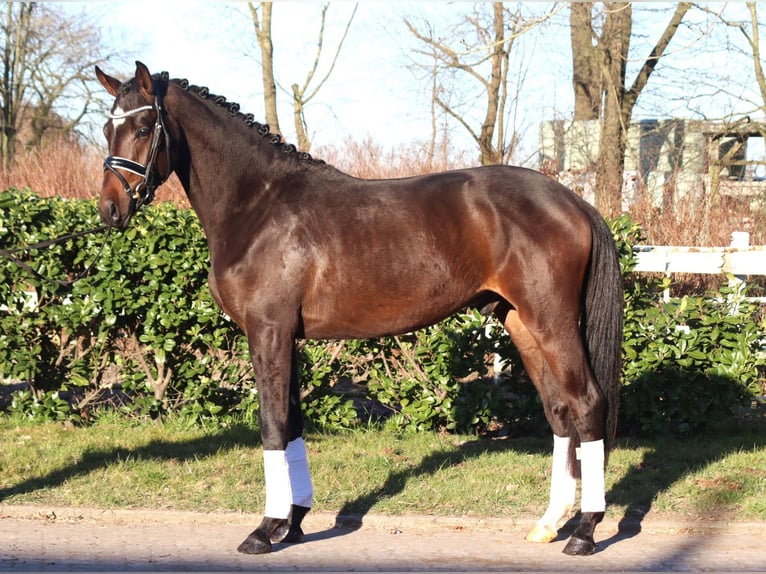 Trakehner Caballo castrado 3 años 165 cm in Selsingen